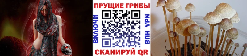 Псилоцибиновые грибы Psilocybe Татарск